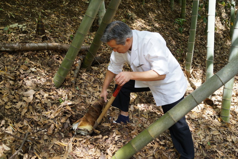 陣屋の裏庭で竹の子を掘る料理長